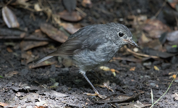 North Island robin (Petroica longipes)
