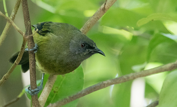 New Zealand bellbird (Anthornis melanura)
