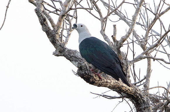 Spice imperial pigeon (Ducula myristicivora)