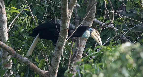 Blyth's hornbill (Rhyticeros plicatus) Female