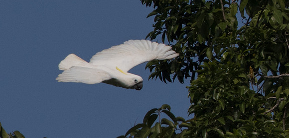 Sulphur-crested cockatoo (Cacatua galerita)