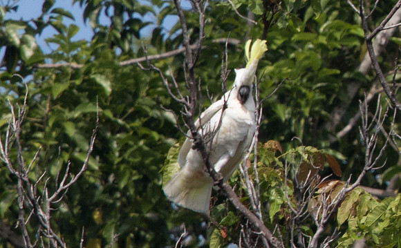 Sulphur-crested cockatoo (Cacatua galerita)
