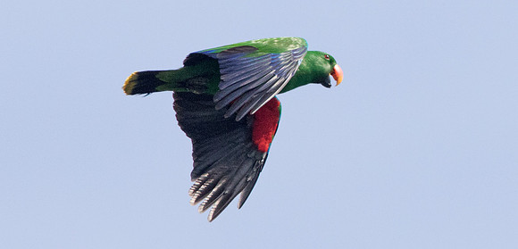 Great-billed parrot (Tanygnathus megalorynchos)