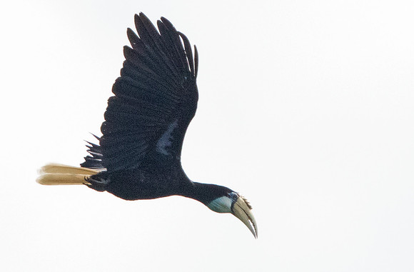 Blyth's hornbill (Rhyticeros plicatus) Female