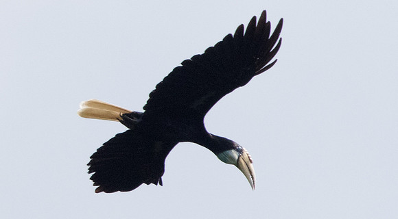 Blyth's hornbill (Rhyticeros plicatus) Female