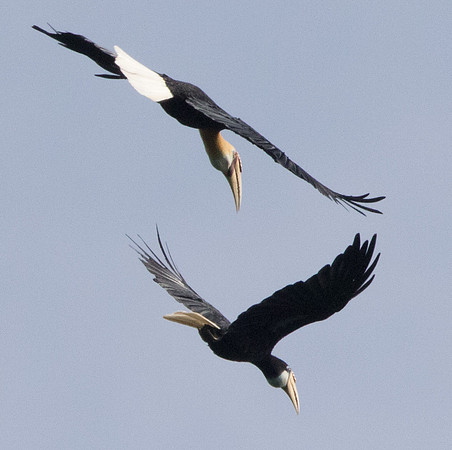 Blyth's hornbill (Rhyticeros plicatus) Female