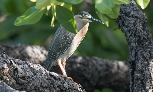 Striated heron (Butorides striata)