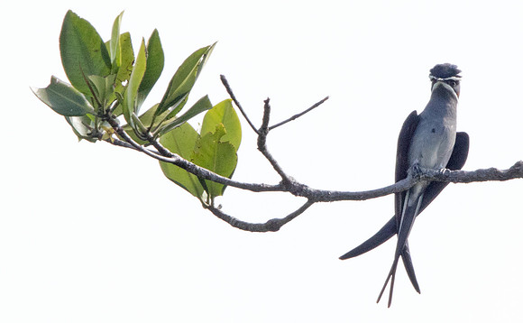 Moustached treeswift (Hemiprocne mystacea)