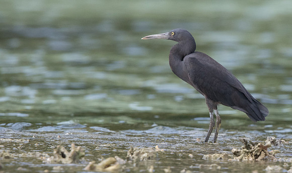 Pacific reef heron (Egretta sacra)