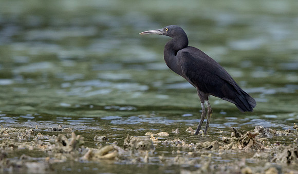 Pacific reef heron (Egretta sacra)