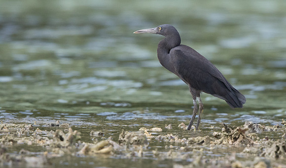 Pacific reef heron (Egretta sacra)