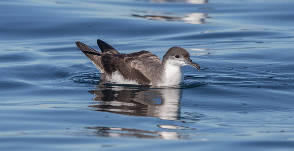 Buller's shearwater (Ardenna bulleri)
