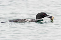 Great Northern Loon (Gavia immer) also known as Common Loon or Great Northern Diver