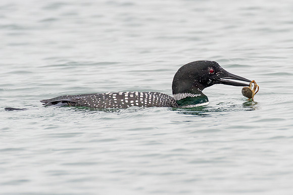 Great Northern Loon (Gavia immer) also known as Common Loon or Great Northern Diver