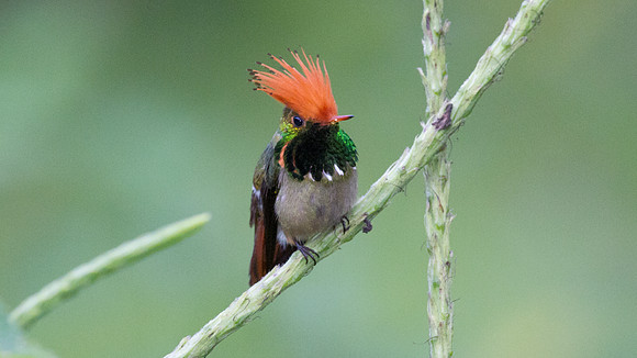 Rufous-Crested Coquette (Lophornis delattrei) - male