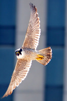 Peregrine Falcon (Falco peregrinus)
