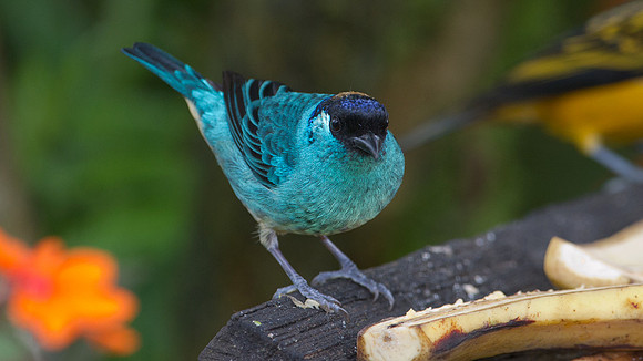 Golden-naped Tanager (Tangara ruficervix)
