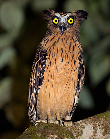 Buffy Fish Owl (Bubo ketupu)