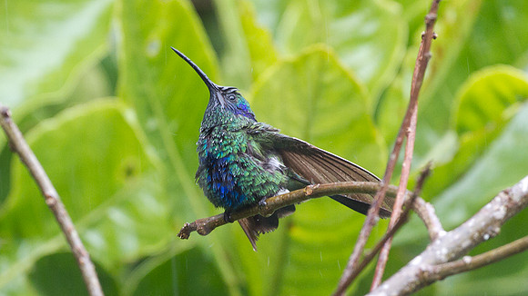 Sparkling Violetear (Colibri coruscans)
