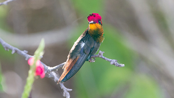 Ruby-topaz Hummingbird (Chrysolampis mosquitus) male
