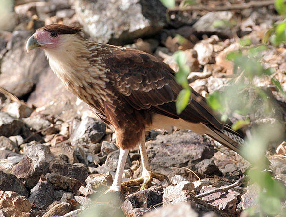 Northern Crested Caracara (Caracara cheriway)