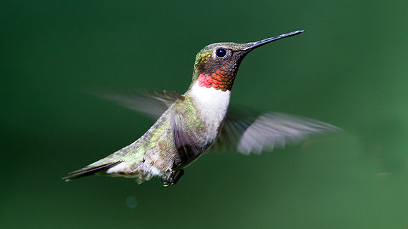 Ruby-throated Hummingbird (Archilochus colubris) male