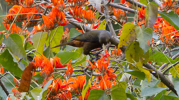 Russet-backed Oropendola (Psarocolius angustifrons)