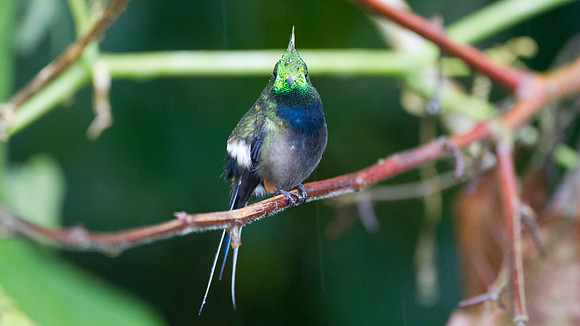 Black-bellied Thorntail (Discosura langsdorffi)