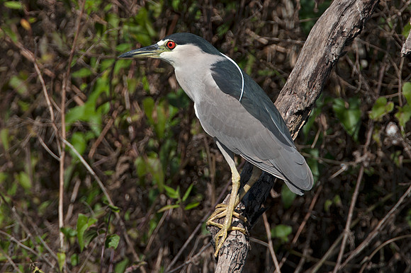 Black-crowned Night Heron (Nycticorax nycticorax)
