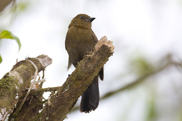 Tawny-crested Tanager (Tachyphonus delatrii) female