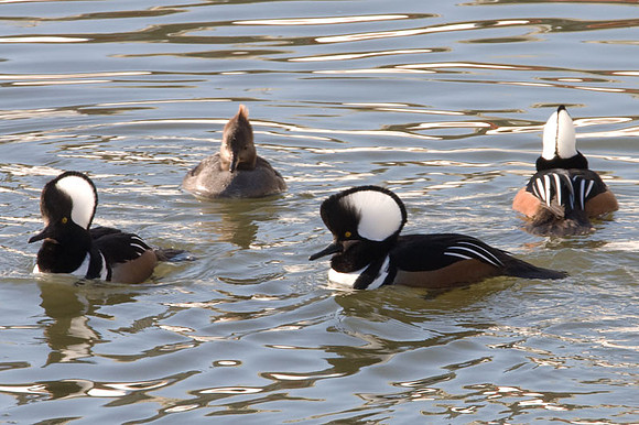 Hooded Merganser (Lophodytes cucullatus) male and female
