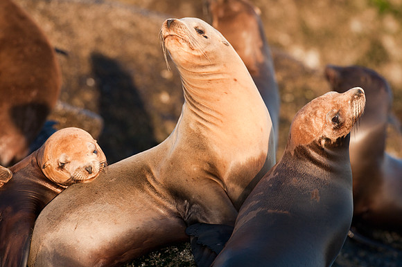Harbor Seal (Phoca vitulina)