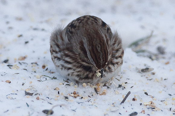 Song Sparrow (Melospiza melodia)