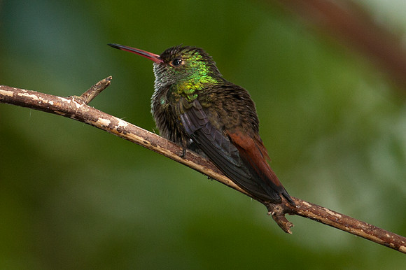 Rufous-tailed Hummingbird (Amazilia tzacatl)