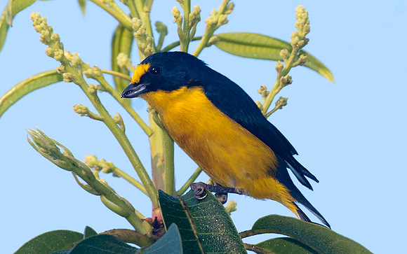 Yellow-throated Euphonia (Euphonia hirundinacea)