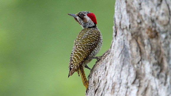 Golden-tailed Woodpecker (Campethera abingoni) female