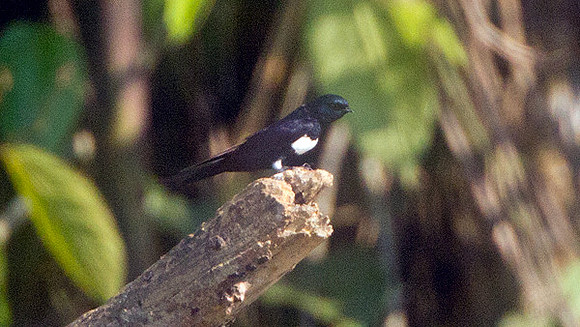 White-banded Swallow (Atticora fasciata)