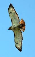 Red-tailed Hawk (Buteo jamaicensis)