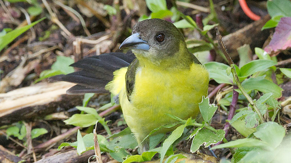 Lemon-rumped Tanager (Ramphocelus icteronotus) female
