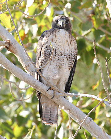 Red-tailed Hawk (Buteo jamaicensis)