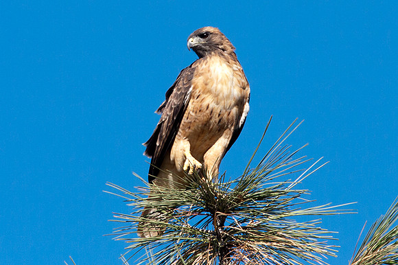 Red-tailed Hawk (Buteo jamaicensis)