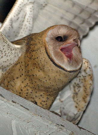 Western Barn Owl (Tyto alba)