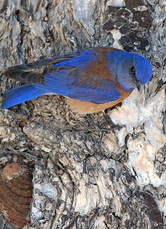 Western bluebird (Sialia mexicana) Male