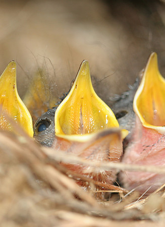 Carolina Wren (Thryothorus ludovicianus) chicks