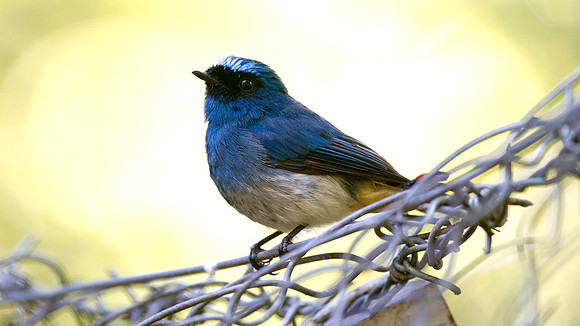 Indigo Flycatcher (Eumyias indigo)