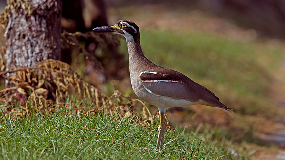 Beach Stone-curlew (Esacus magnirostris)
