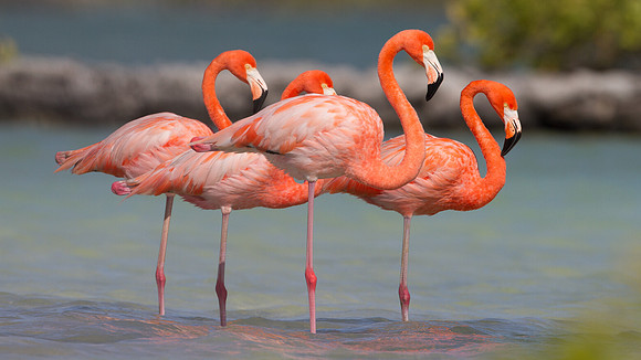 American Flamingo (Phoenicopterus ruber)