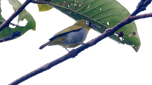 Black-capped White-eye (Zosterops atricapilla)