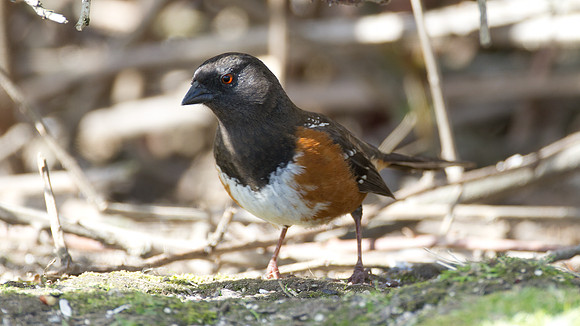 Spotted Towhee (Pipilo maculatus)