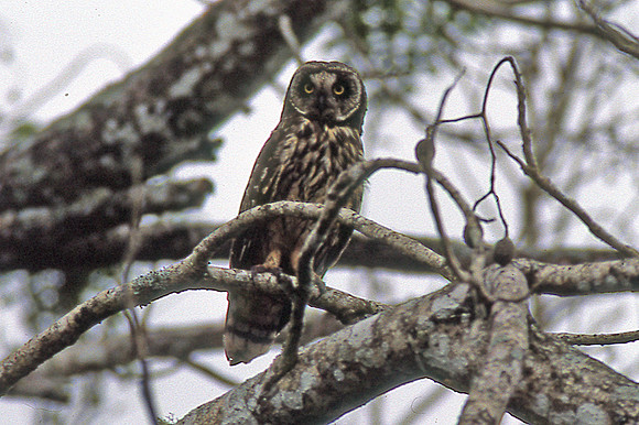 Galápagos Short-eared Owl (Asio flammeus galapagoensis)